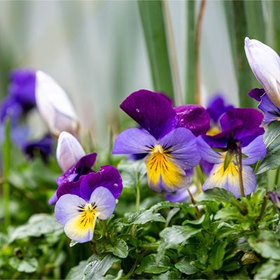 How to grow winter pansies for stunning cold-weather blooms