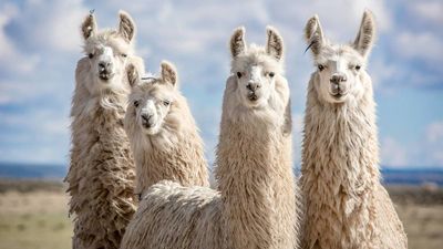 A major airport just introduced 'therapy llamas' for travelers