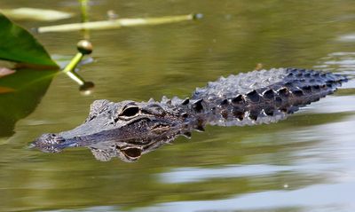 Alligator caught devouring ‘invasive’ python in Florida