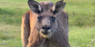 I collect marsupial poo. A crack team of volunteers across Australia helps me out