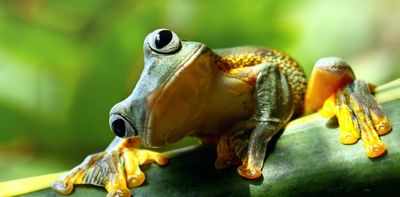 'Foul and loathsome’ or jewels of the natural world? The complicated history of human-frog relations