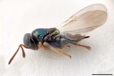 New wasp species named after Doctor Who villain