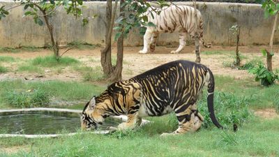 CZA allows Odisha’s Nandankanan to receive cheetah, African lion from Dubai Safari