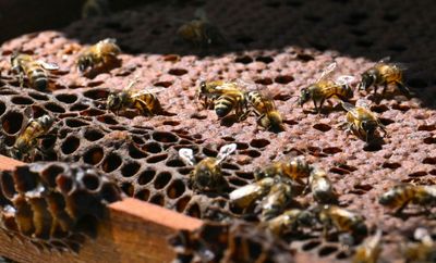 In Colombia, Illegally Felled Timber Repurposed To Help Bees