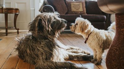 Expert trainer reveals what to remember when you bring your dog into another dog’s home, and it's so important!