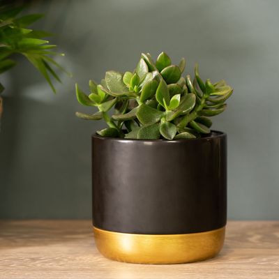 How to propagate a jade plant and enjoy this sweet succulent for free