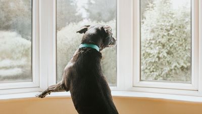 My reactive dog impacted my entire household, here's what I did about it