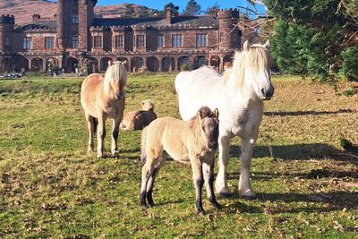 Scottish island celebrates birth of ‘ancient and rare’ native ponies