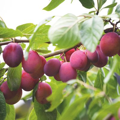 When to prune plum trees — here's how to prevent silver leaf disease from attacking your tree