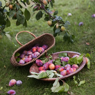 When to prune plum trees - experts reveal the perfect time to avoid the deadly silver leaf disease