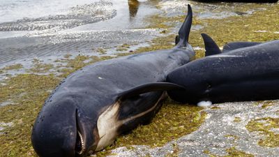10 creatures that washed up on the world's beaches in 2023