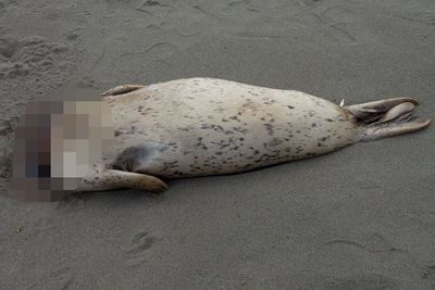 Scientists solved the mystery of headless seals on California beaches