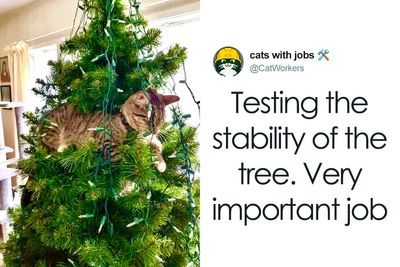 30 Cat And Dog Tweets That Really Could Put A Smile On Your Face, As Shared Online