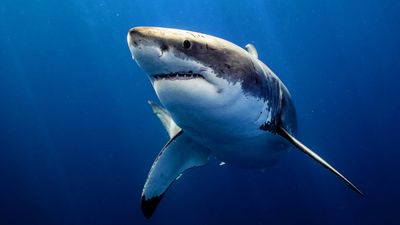 Popular 'Shark Tank' brand files Chapter 11 bankruptcy