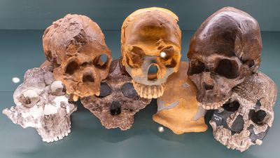 10 things we learned about our human ancestors in 2023