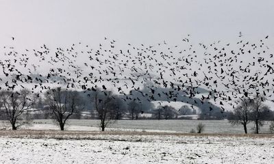 Country diary: Close (and not so close) encounters with the rooks