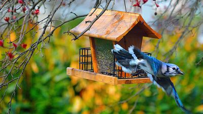 5 tips for feeding birds in the winter (and what you really shouldn't feed them)