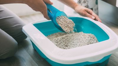 Five common mistakes cat parents make with litter boxes, and what to do instead