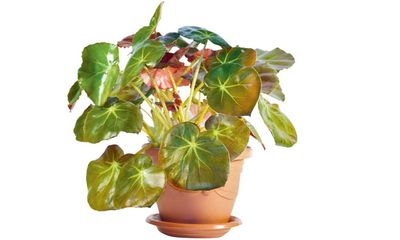 Houseplant of the week: beefsteak begonia