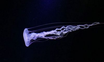 Research reveals how jellyfish regenerate functional tentacles in days