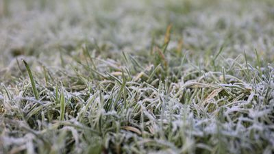 Experts warn against walking on frozen grass to avoid damaging the health of your lawn