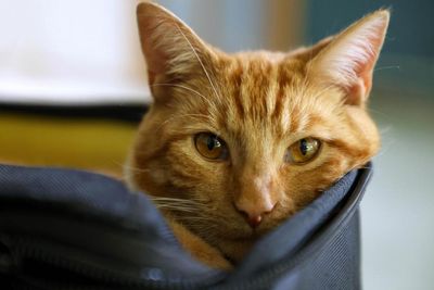 Cat owners warned after five animals die of suspected poisoning in Scotland