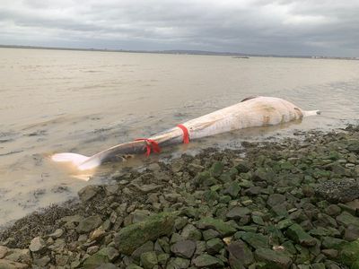 Young whale washes up on UK beach as people warned to keep their distance