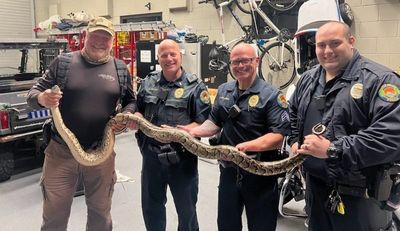 Watch: A monstrous python gets trapped by cops with golf clubs at a Florida golf course