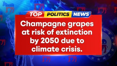 Climate Crisis Threatens Iconic Champagne Grapes, Extinction Imminent