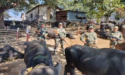BSF rescues 47 cattle heads being smuggled to Bangladesh through bordering areas in Meghalaya