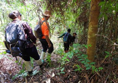 On the cat walk: how to follow in a tiger’s footsteps in the forests of Malaysia