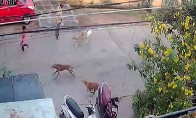 Andhra Pradesh: Stray dogs attack 6-year-boy injuring him seriously in Guntur