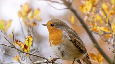 6 ways to protect garden birds from cats and ensure your yard is a haven for visiting wildlife
