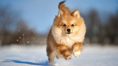 16 best dog breeds for cold weather
