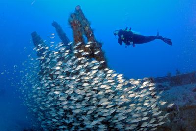 Shipwrecks teem with underwater life