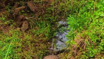 Leopard found in critical state rescued in Wayanad