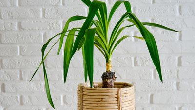 Yucca plant care – 4 tips from an indoor plant expert