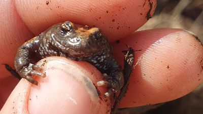 Rangers use AI to sound out toadlet croaked in mystery