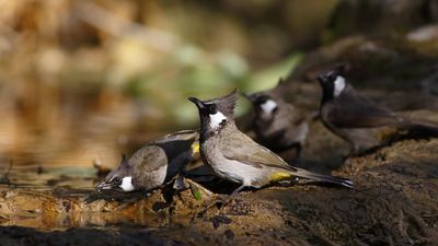 Bulbuls build a nest