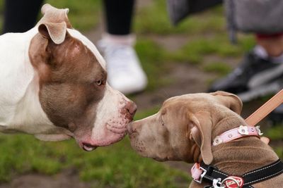 American XL bully dogs must be kept on a lead and muzzled as new rules come into force