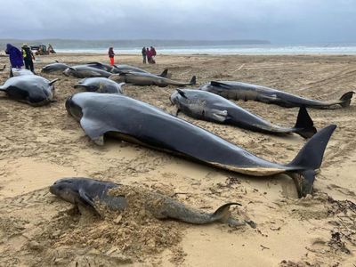 The scientists working to prevent a future mass whale stranding in Scotland