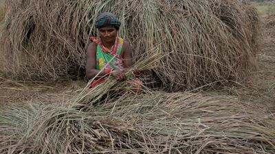 Fragrance spreading in Odisha’s tribal pockets