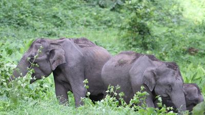 Elephant herds compete more for food in anthropogenically created grasslands than in forests