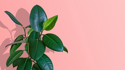 Rubber plant care – expert advice on this low-maintenance and fast-growing indoor plant