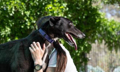 ‘There was a connection right away’: the women’s jail training greyhounds for adoption