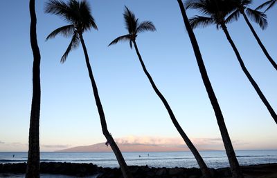 A 39-year-old surfer has died in Hawaii after being injured in a 'shark encounter'