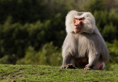 Melbourne Zoo Went Into Lockdown After A False Alarm Told Visitors A Baboon Was On The Loose