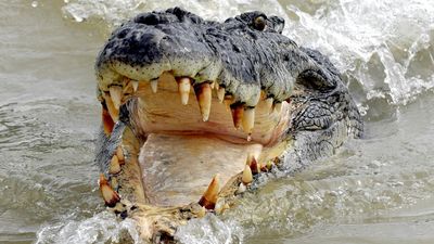Fisherman's lucky escape as crocodile leaps into tinnie
