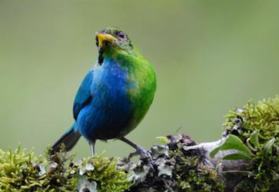 Scientists capture ultra-rare half male, half female bird on camera