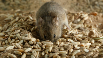 'How leptospirosis is spread': Doctor shares video of rats around food; netizens react